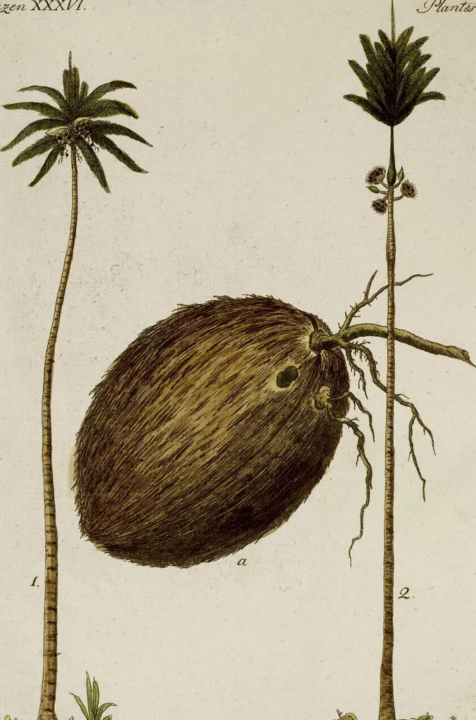 An illustration from (Band 2), 1795, leaf 141