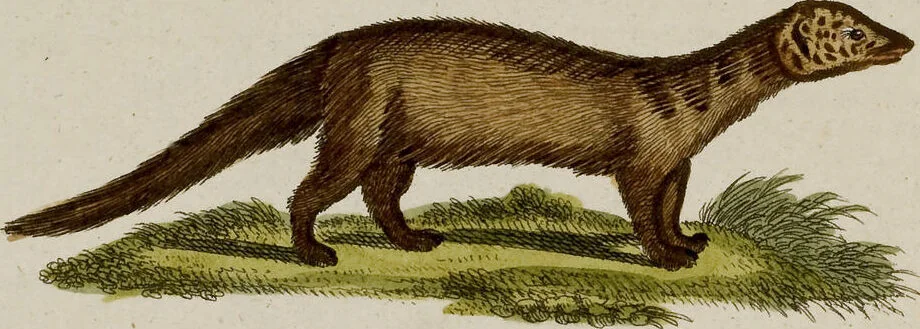 An illustration from (Band 2), 1795, leaf 144