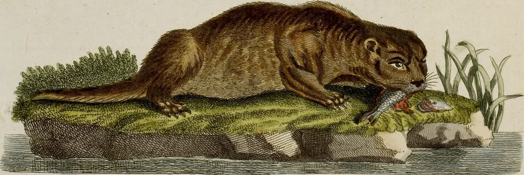 An illustration from (Band 2), 1795, leaf 144