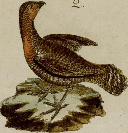 An illustration from (Band 2), 1795, leaf 147