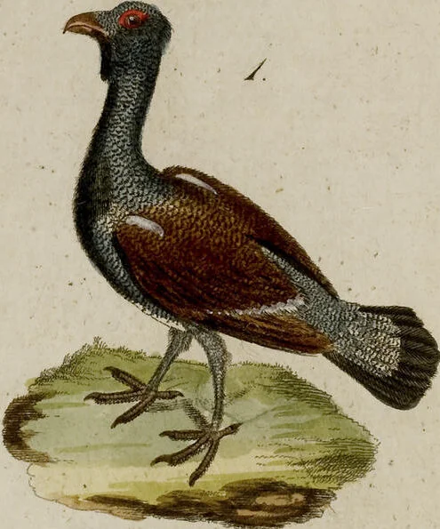 An illustration from (Band 2), 1795, leaf 147
