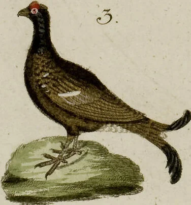 An illustration from (Band 2), 1795, leaf 147