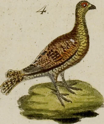 An illustration from (Band 2), 1795, leaf 147