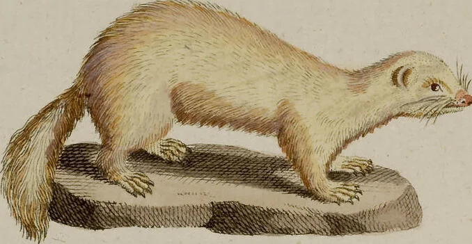 An illustration from (Band 2), 1795, leaf 156