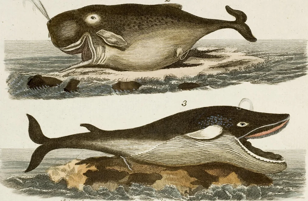 An illustration from (Band 2), 1795, leaf 159