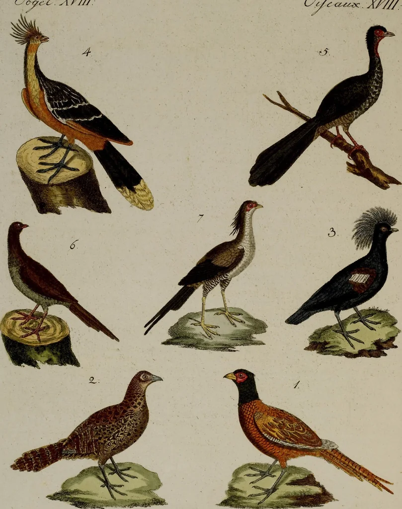 An illustration from (Band 2), 1795, leaf 162
