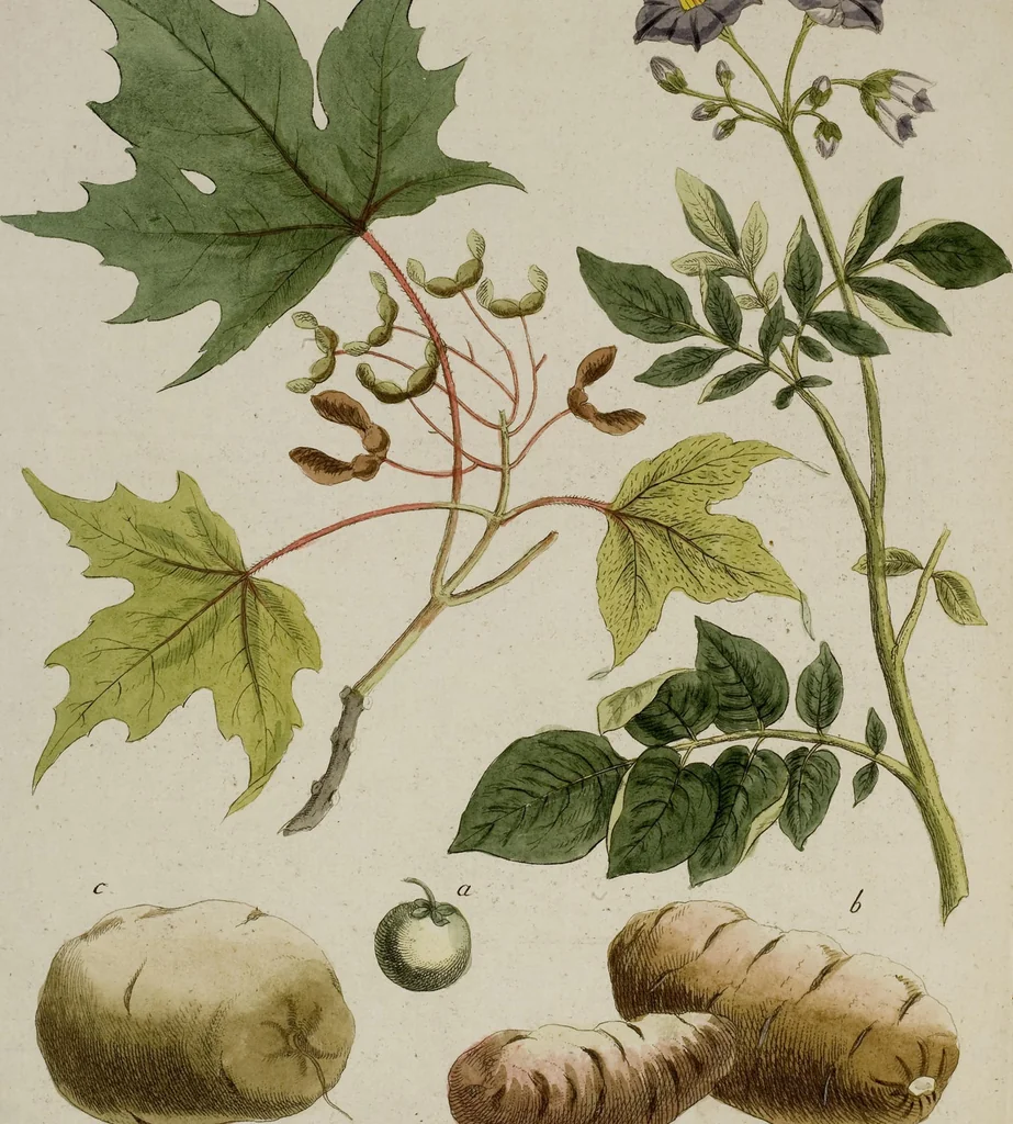 An illustration from (Band 2), 1795, leaf 168