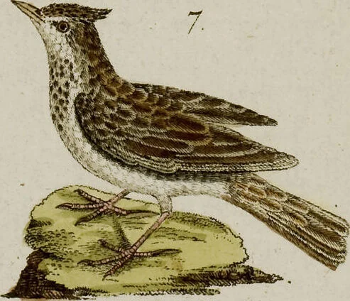 An illustration from (Band 2), 1795, leaf 177