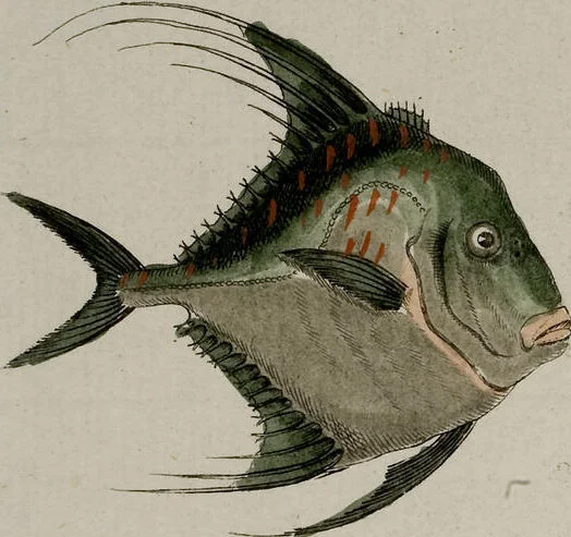 An illustration from (Band 2), 1795, leaf 18