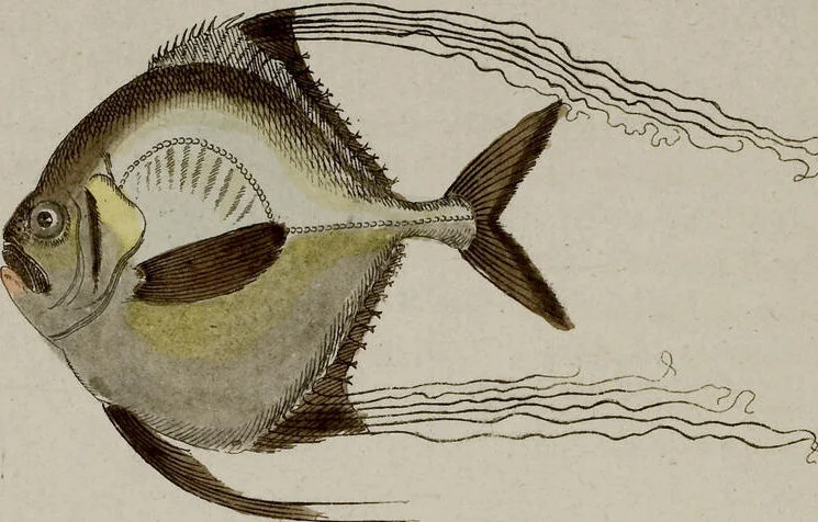 An illustration from (Band 2), 1795, leaf 18
