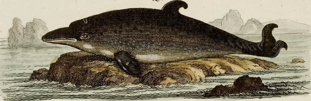 An illustration from (Band 2), 1795, leaf 183