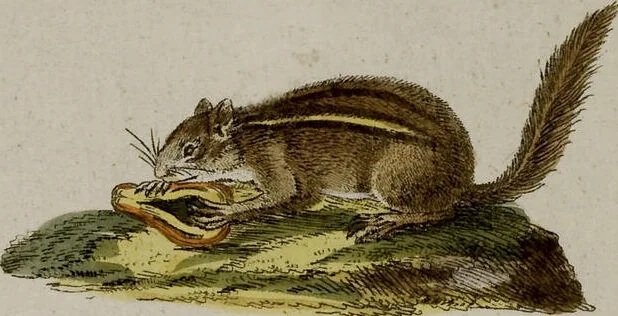 An illustration from (Band 2), 1795, leaf 195
