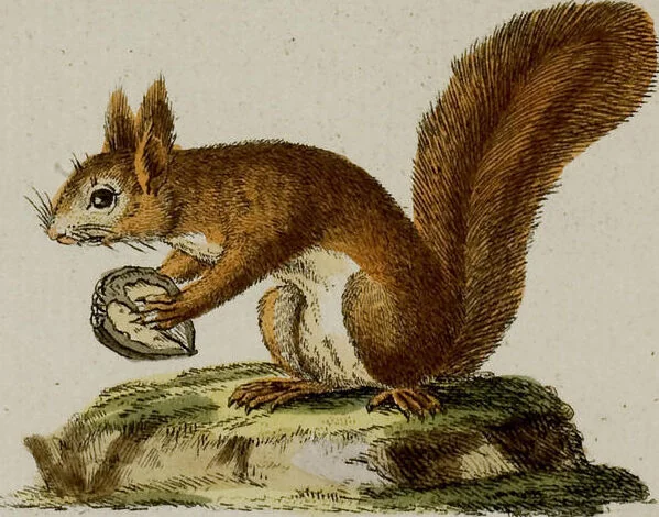 An illustration from (Band 2), 1795, leaf 195