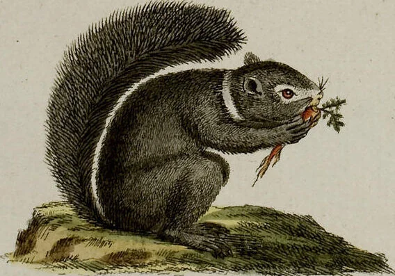 An illustration from (Band 2), 1795, leaf 195