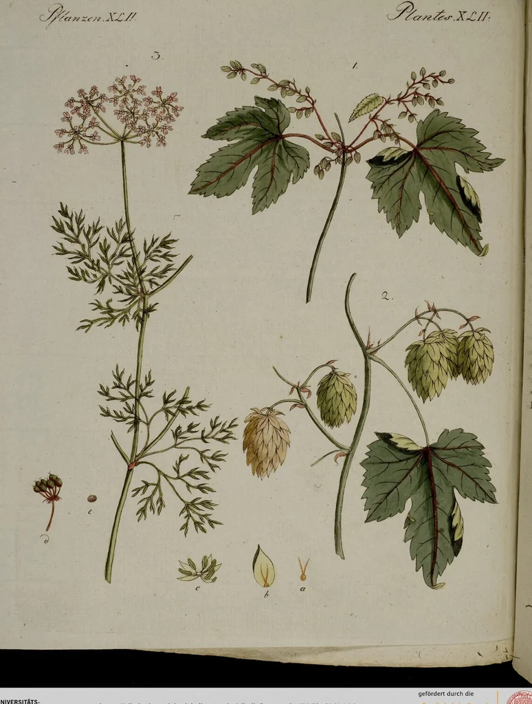 An illustration from (Band 2), 1795, leaf 198