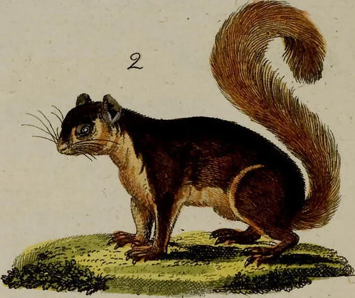 An illustration from (Band 2), 1795, leaf 201