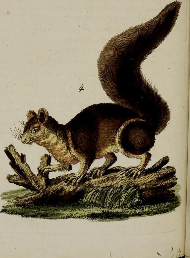 An illustration from (Band 2), 1795, leaf 201