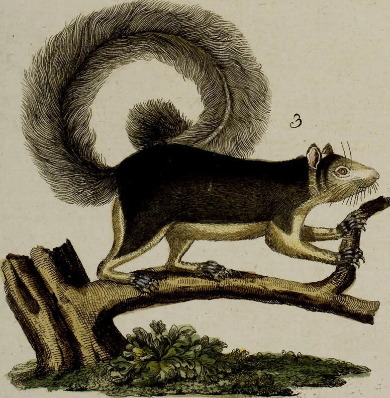 An illustration from (Band 2), 1795, leaf 201