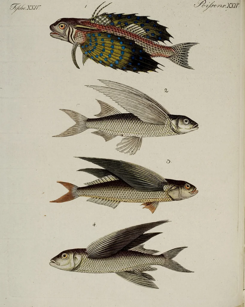 An illustration from (Band 2), 1795, leaf 204