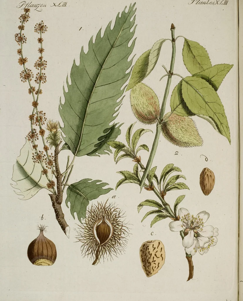 An illustration from (Band 2), 1795, leaf 207