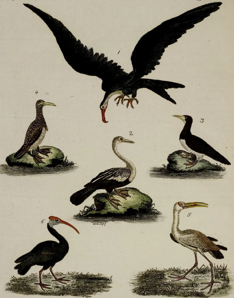 An illustration from (Band 2), 1795, leaf 210