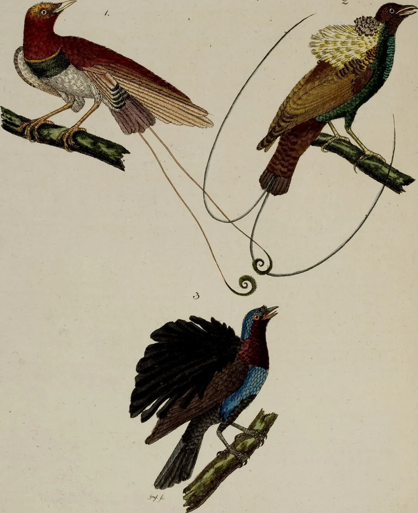 An illustration from (Band 2), 1795, leaf 213