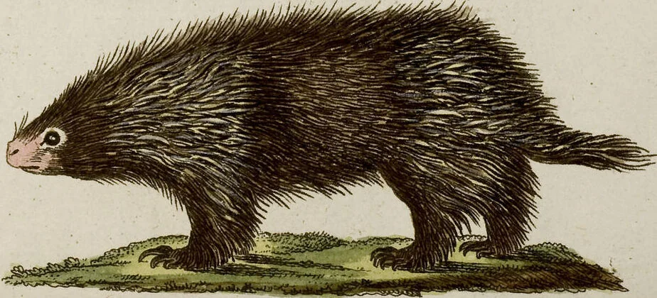 An illustration from (Band 2), 1795, leaf 216