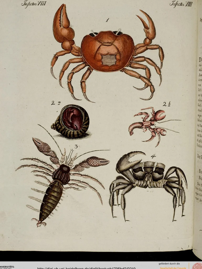 An illustration from (Band 2), 1795, leaf 219
