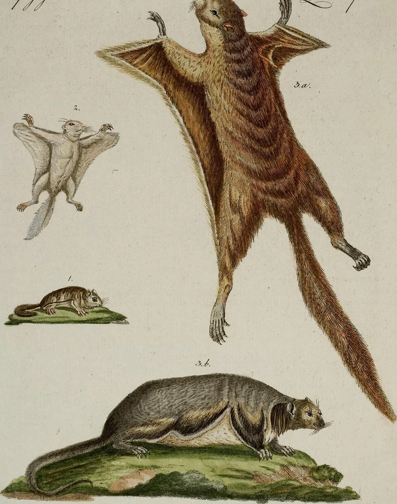 An illustration from (Band 2), 1795, leaf 228