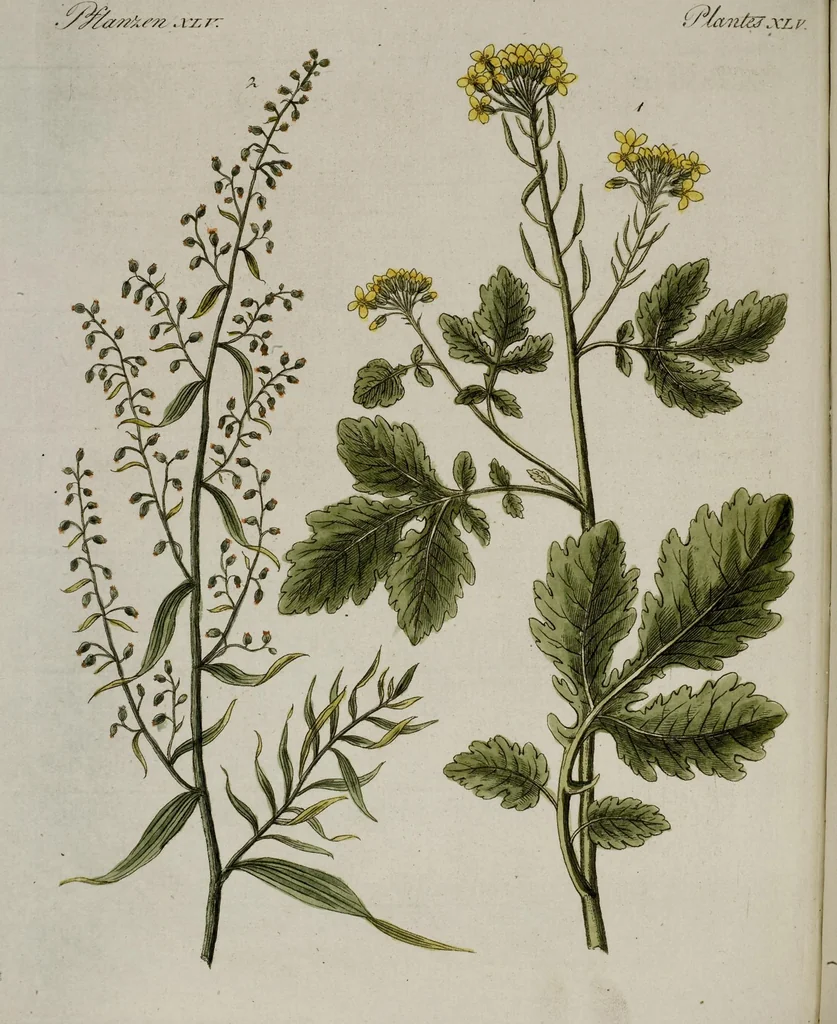 An illustration from (Band 2), 1795, leaf 231