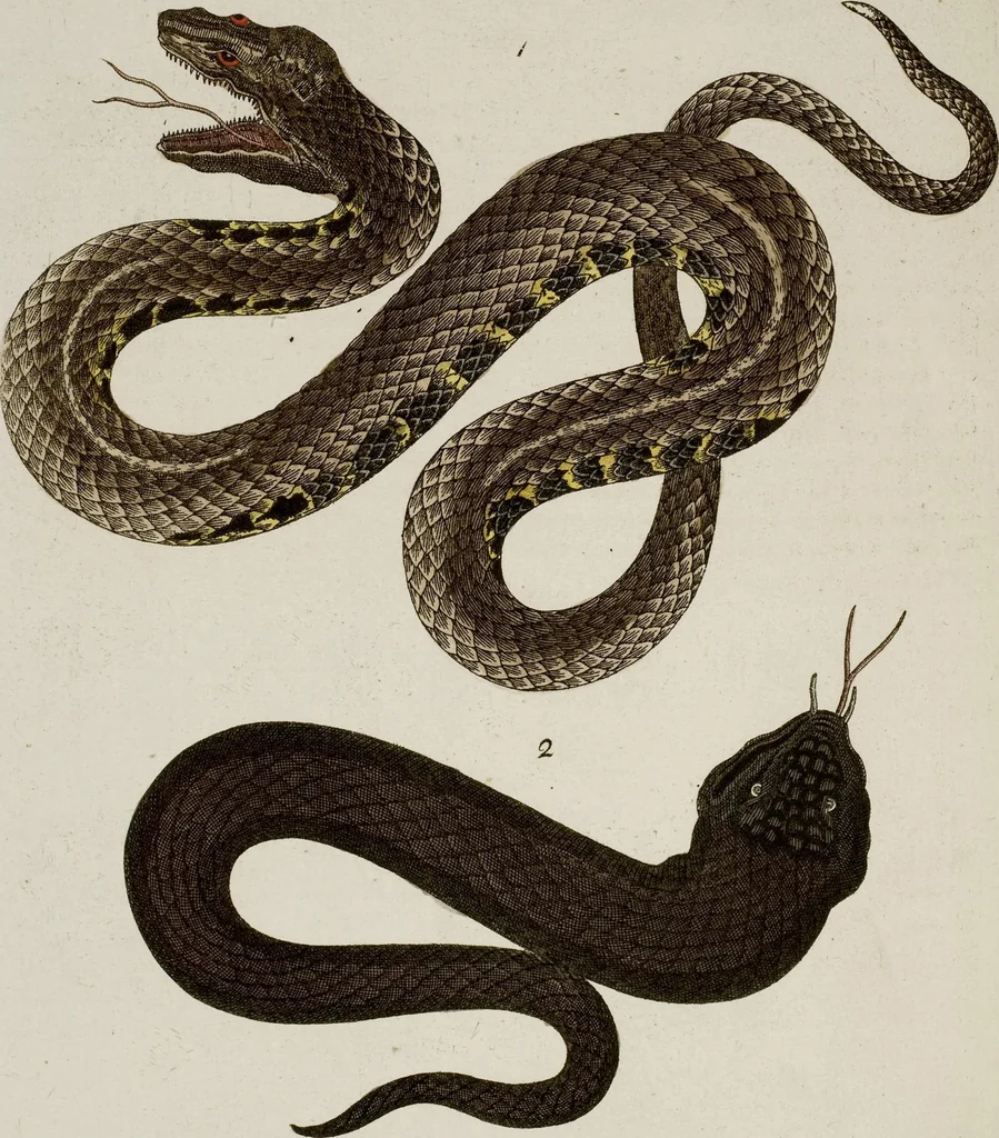 An illustration from (Band 2), 1795, leaf 234