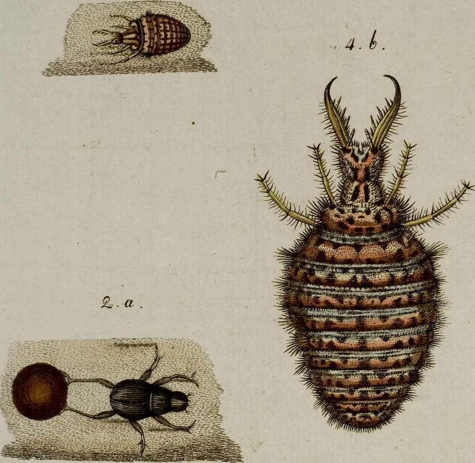An illustration from (Band 2), 1795, leaf 237