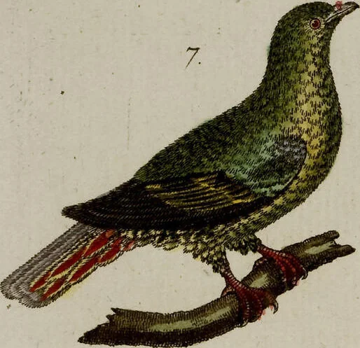 An illustration from (Band 2), 1795, leaf 240