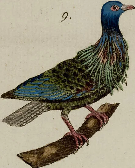 An illustration from (Band 2), 1795, leaf 240