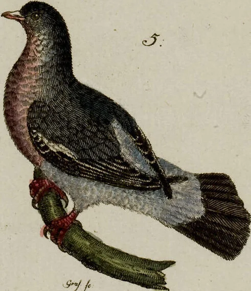 An illustration from (Band 2), 1795, leaf 240