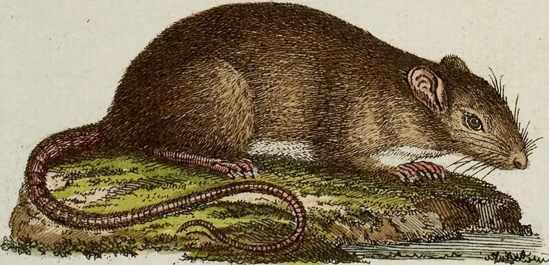 An illustration from (Band 2), 1795, leaf 243