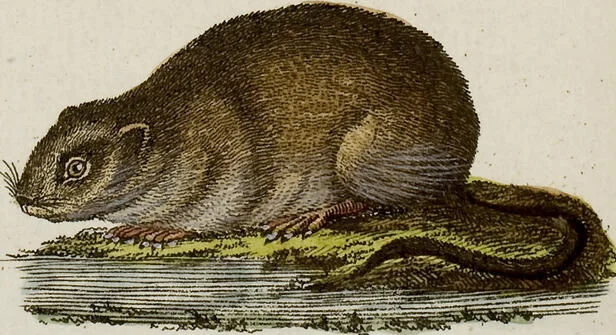 An illustration from (Band 2), 1795, leaf 243