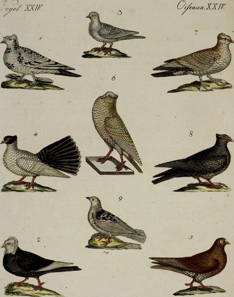 An illustration from (Band 2), 1795, leaf 246