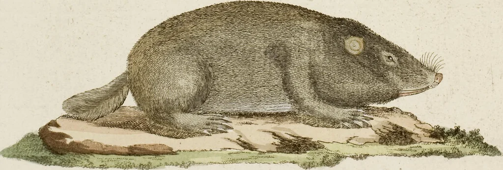 An illustration from (Band 2), 1795, leaf 252