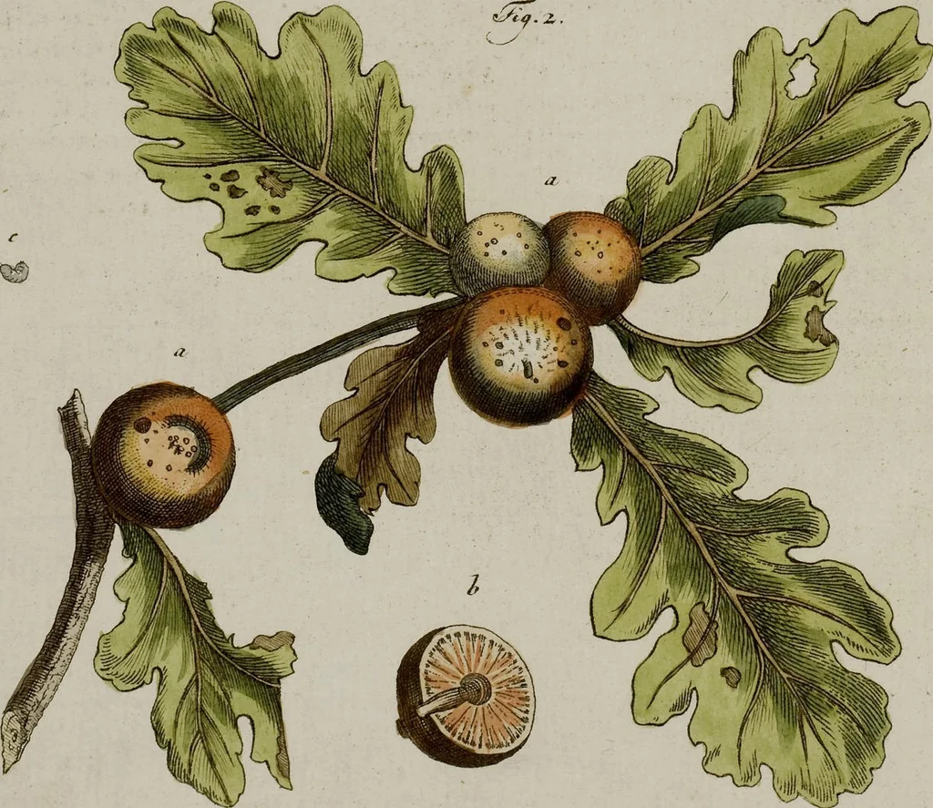 An illustration from (Band 2), 1795, leaf 255