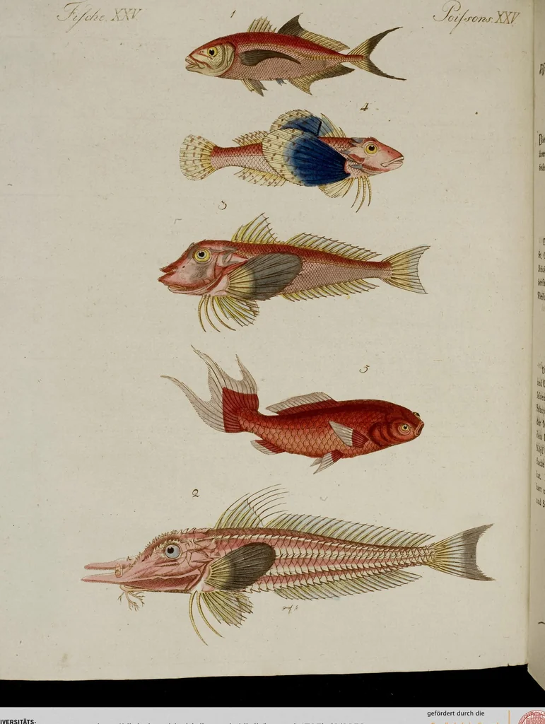 An illustration from (Band 2), 1795, leaf 258