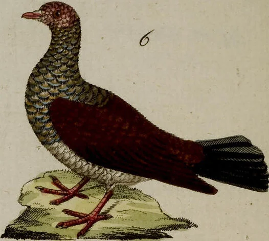 An illustration from (Band 2), 1795, leaf 261