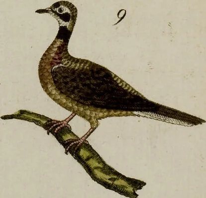 An illustration from (Band 2), 1795, leaf 261