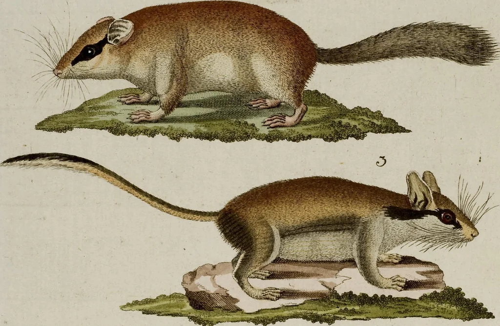 An illustration from (Band 2), 1795, leaf 267
