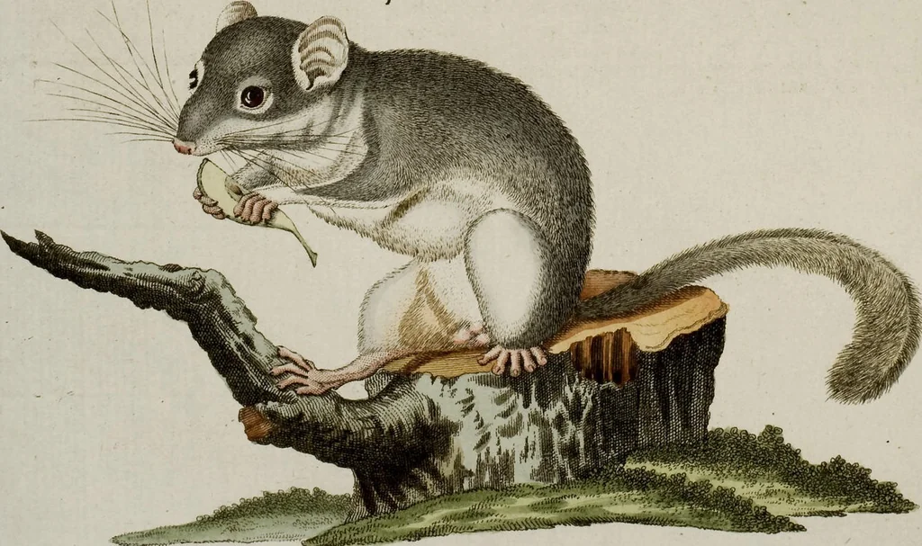An illustration from (Band 2), 1795, leaf 267