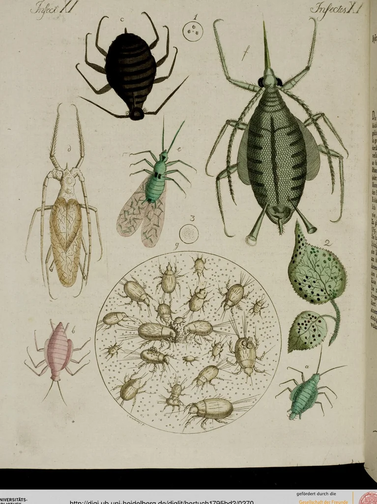 An illustration from (Band 2), 1795, leaf 270