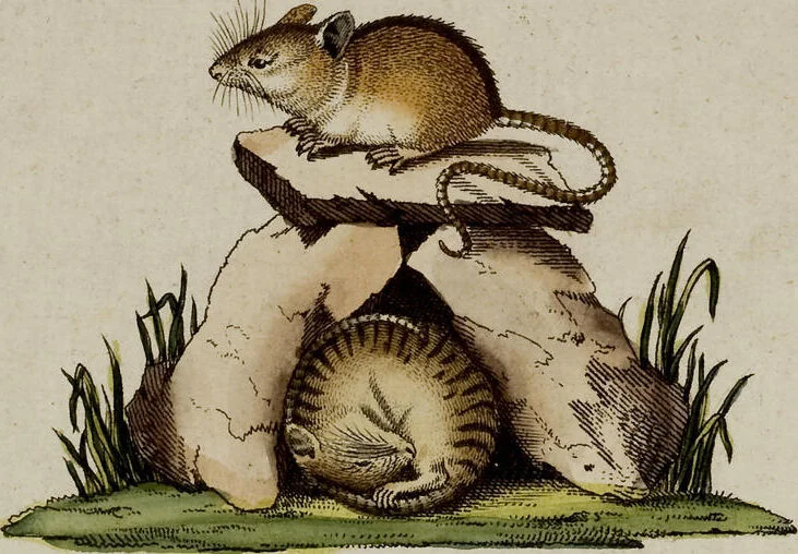 An illustration from (Band 2), 1795, leaf 273