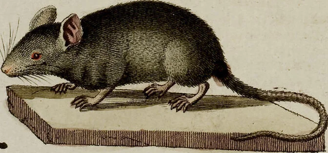 An illustration from (Band 2), 1795, leaf 273