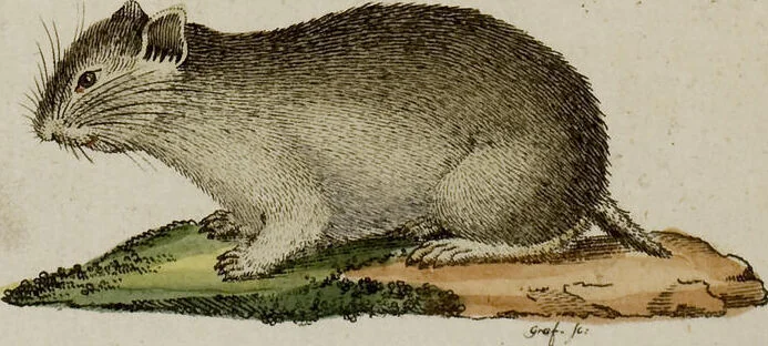 An illustration from (Band 2), 1795, leaf 273