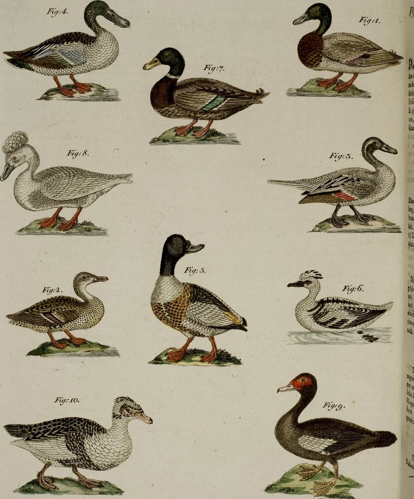 An illustration from (Band 2), 1795, leaf 285